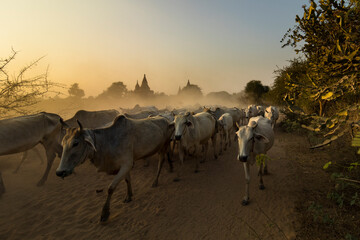 way of life, many cows are going to home in the evening,, Nyaungu city, Myanmar