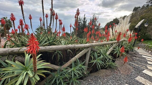 cactus in the mountains