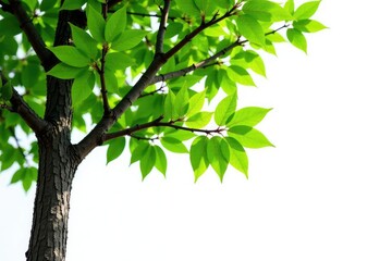 Obraz premium Isolated tree branches against a bright white background, highlighting their natural texture and shape, wood, nature