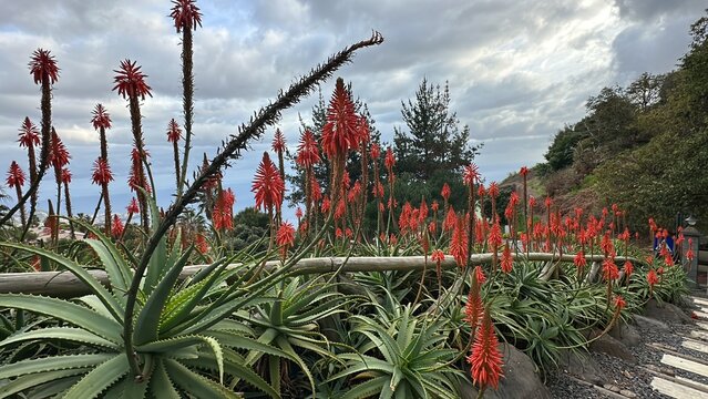 flowers in the mountains