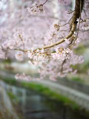 川沿いに咲く桜の花