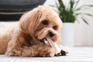 Cute dog with chew bone on floor at home, space for text