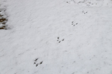 Close up top view, abstract texture background of rabbit footprints in white snow

