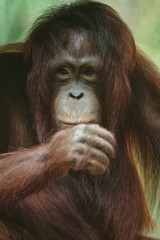 Fototapeta premium portrait of a young orangutan looking forward