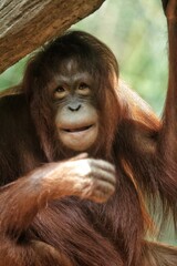 Fototapeta premium portrait of a young orangutan looking forward