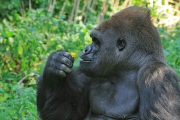 portrait of an adult gorilla