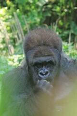 portrait of an adult gorilla