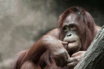 portrait of a young orangutan looking forward