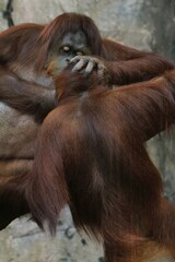 Obraz premium mother orangutan with her child
