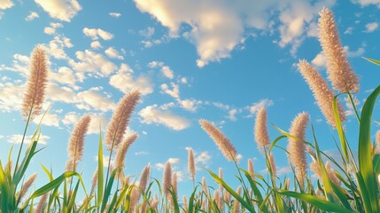Sugar cane flower Sunrise,Beauty blue sky and clouds in daytime in Thailand