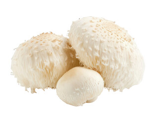 Lion’s Mane Mushrooms with Fluffy, White Texture, Unique and Nutritious Transparent Background