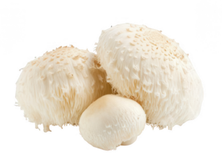 Lion’s Mane Mushrooms with Fluffy, White Texture, Unique and Nutritious Transparent Background
