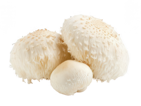 Lion’s Mane Mushrooms with Fluffy, White Texture, Unique and Nutritious Transparent Background