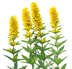 Spotted yellow loosestrife, Lysimachia punctata, group of common garden flowers blooming, isolated on a transparent background