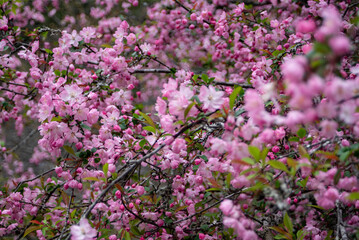 鎌倉2503　妙本33　海棠