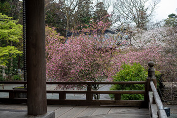 鎌倉2503　妙本寺22　桜＆海棠