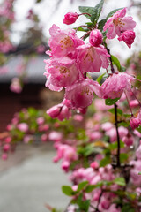鎌倉2503　妙本寺13　棠