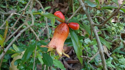 Small flowers blooming beautifully in their natural environment