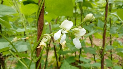 Small flowers blooming beautifully in their natural environment