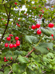 Obraz premium Vibrant Red Berries Resting on Lush Green Foliage, Showcasing a Beautiful Natural Display