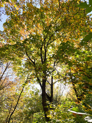A Majestic Tree with Brilliant Autumn Leaves Standing Tall in a Sunlit Forest Setting