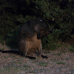 wallaby having a scratch