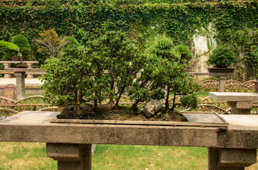 garden in the garden