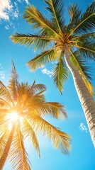 Tropical Palm Trees Sunlight Sky