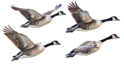 Four geese flying migration wildlife birds avian nature isolated on transparent background png
