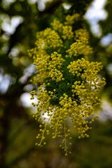 日出町のミモザ