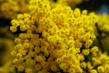 日出町のミモザ