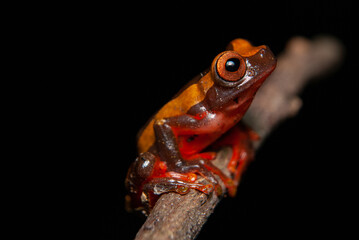 Amazonian Framed Tree Frog – Stunning Macro Wildlife Photography