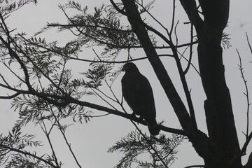 Lipton's seat Sri Lanka 