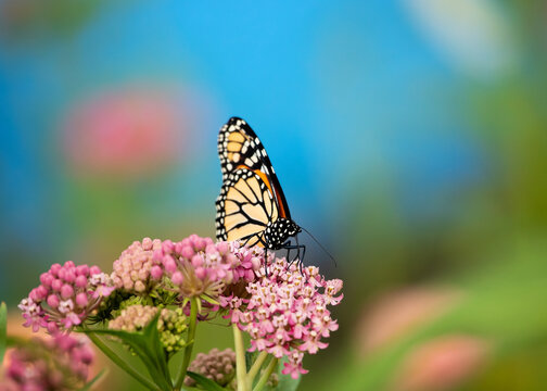 Male monarch on native swamp milkweed blooms in the summer in a pollinator wildflower garden.