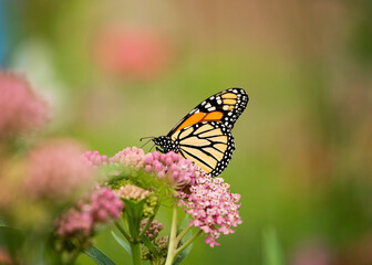 Female monarch on native swamp milkweed blooms in the summer in a pollinator wildflower garden.