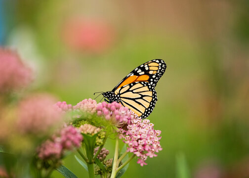 Female monarch on native swamp milkweed blooms in the summer in a pollinator wildflower garden.