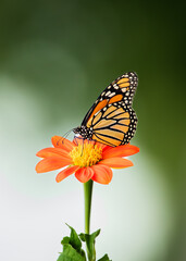 Monarch Butterfly sipping nectar from a beautiful Tithonia Mexican Sunflower in the middle of the summer.