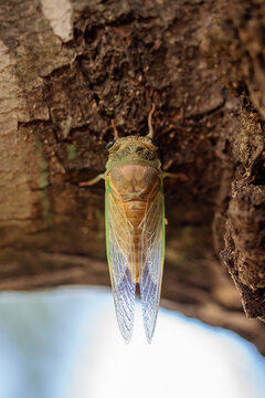 Swamp Cicada freshly emerged from cuticle casing and drying out on the bark of a sugar maple tree.