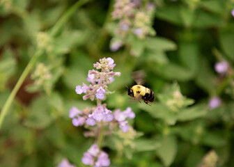 A bumble bee looking for nectar on a bloomed catmint plant in the summer. 