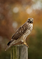 Young Red Shouldered Hawk resting on a wooden post in the autumn.