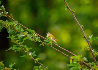Tennessee Warbler perched peacefully in a mulberry tree during mating season in the midwest.
