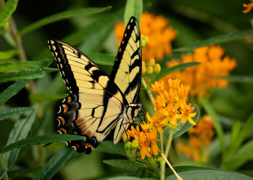 Tiger Swallowtail sipping on nectar from orange flowers of a fully bloomed butterfly weed plant in summer.