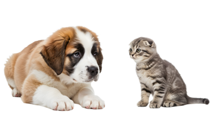 Dog and Cat Looking at Each Other on White Background