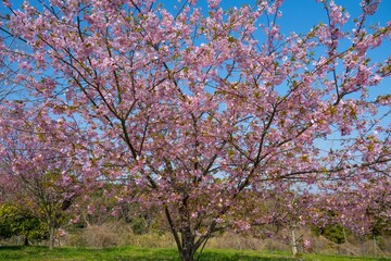 豊前の河津桜