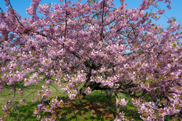 豊前の河津桜
