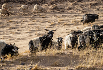 Sheep pasture in Tibet China