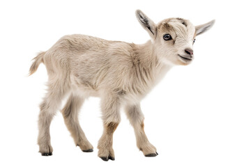 Fototapeta premium Baby lamb Merino Sheep enjoying on white background on white background