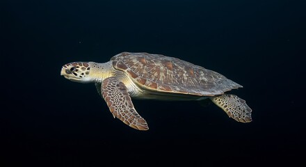 Fototapeta premium Sea Turtle Swimming Gracefully in Dark Ocean Water with Shell Details