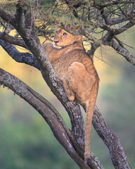 lion cubs climbing a tree in beautiful Serengeti morning
