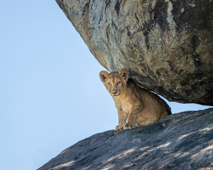 a lion cub sitting under a huge rock formation in Serengeti
